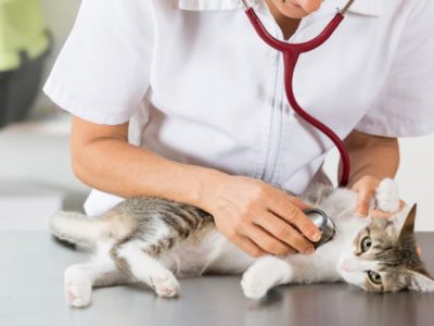 atendimento-emergencial-clinica-veterinaria-alves