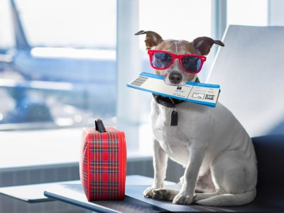 holiday vacation jack russell dog waiting in airport terminal ready to board the airplane or plane at the gate, luggage or bag to the side