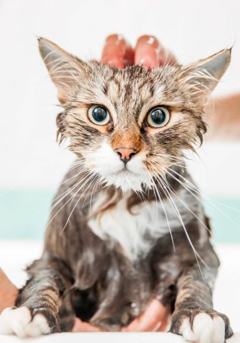 banho-e-tosa-clinica-veterinaria-alves