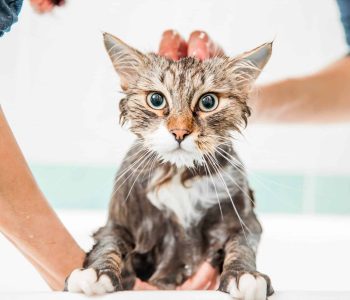 banho-e-tosa-clinica-veterinaria-alves