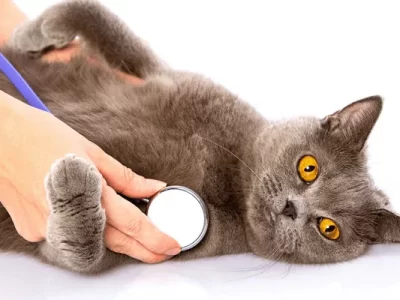 cardiologista-veterinaria-alves