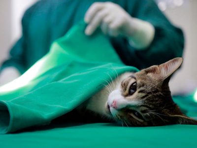 castracao-clinica-veterinaria-alves