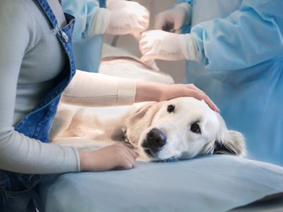 cirurgia-geral-clinica-veterinaria-alves