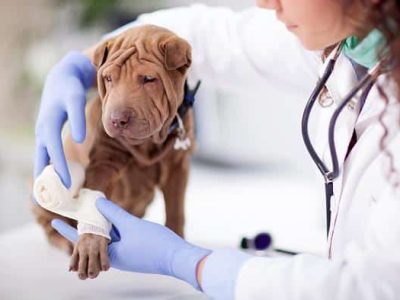 cirurgia-ortopedica-clinica-veterinaria-alves