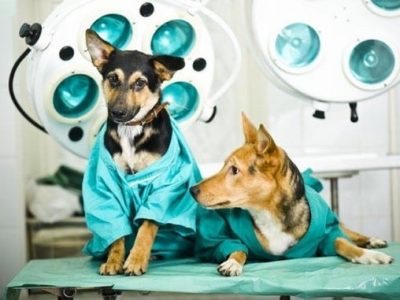 cirurgia-veterinaria-clinica-veterinaria-alves