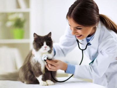 clinica-medica-clinica-veterinaria-alves