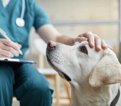 consulta-veterinaria-clinica-veterinaria-alves