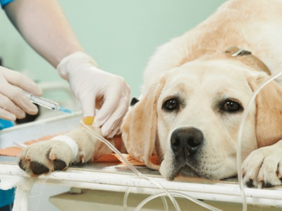 emergencias-clinica-veterinaria-alves