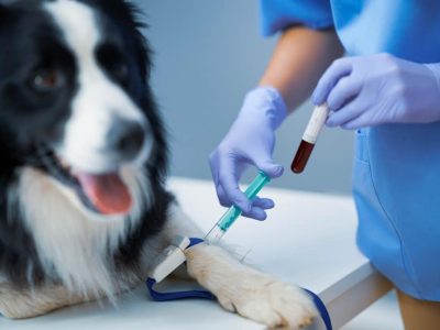 Ufape Hospital Veterinário - profissional realizando exames veterinários em um cachorro - GS2 MKT - Freepik