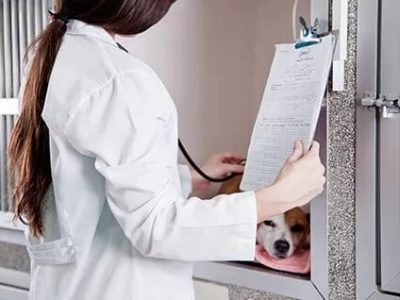 internacao-veterinaria-clinica-veterinaria-alves