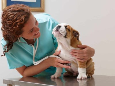 medicina-preventiva-clinica-veterinaria-alves