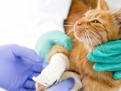 ortopedia-clinica-veterinaria-alves