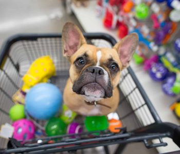 pet-shop-clinica-veterinaria-alves