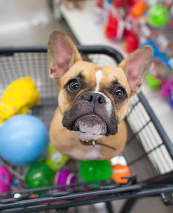 pet-shop-clinica-veterinaria-alves