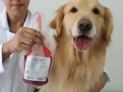 transfusao-de-sangue-veterinaria-clinica-veterinaria-alves