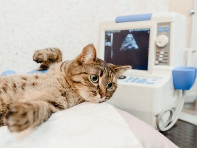 ultrassom-veterinaria-clinica-veterinaria-alves