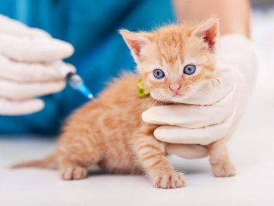 vacina-clinica-veterinaria-alves